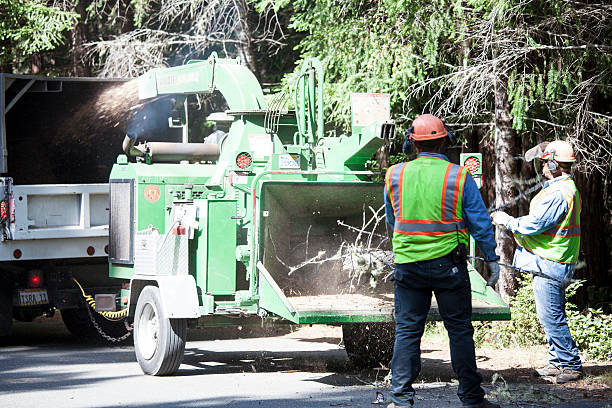 How Our Tree Care Process Works  in  Cranston, RI